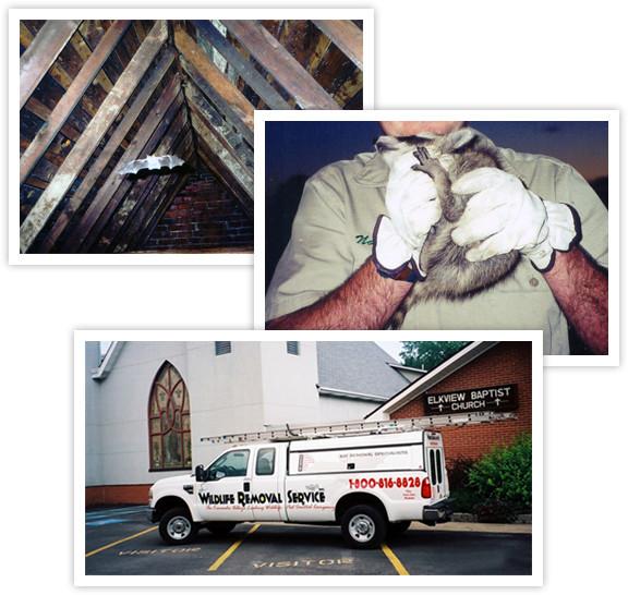 Pest Control in West Virginia | Wildlife Removal Service Inc.