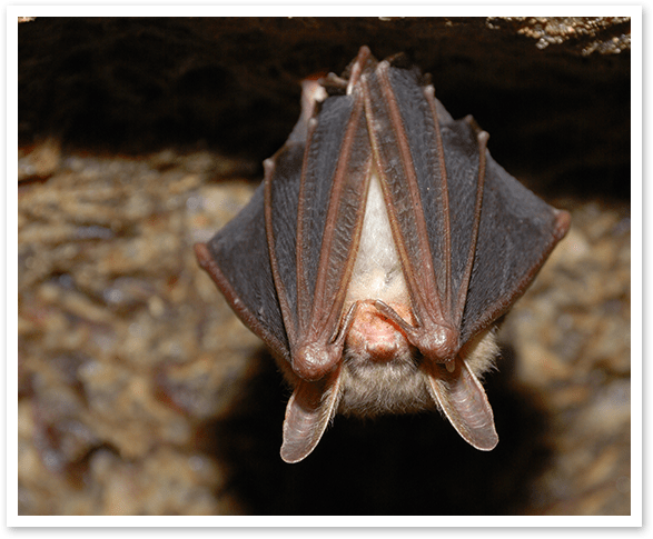 Bat Removal, Pest Control Industry's Best Guarantee